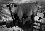 1367092758_bull-china-shop