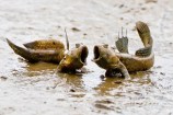 Mudskipper_duet